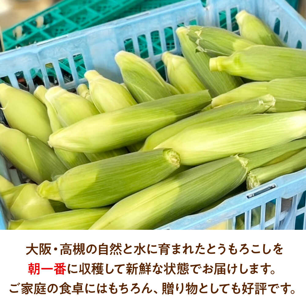 2004525-1-ms 【お取り寄せ商品】 オーガニック 緑レンズ豆 500g×10個セット【桜井食品】