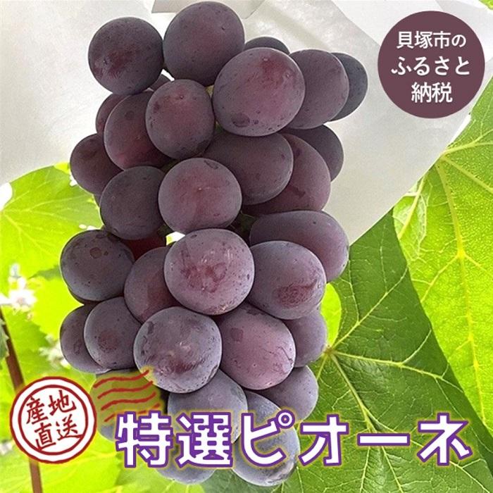 27位! 口コミ数「0件」評価「0」【貝塚市産】特選ピオーネ3～4房入り 2kg以上　2024年8月より発送