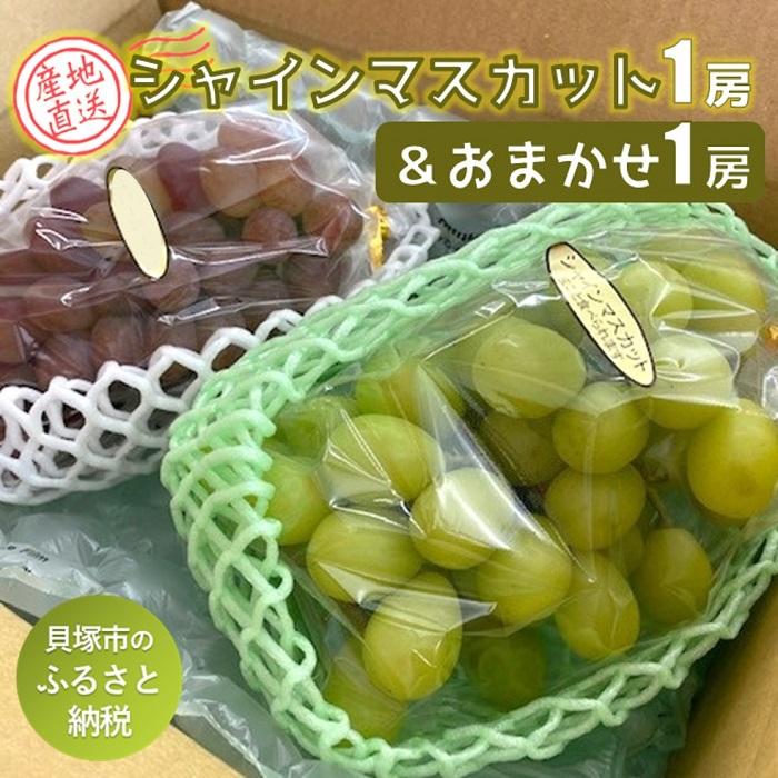 【ふるさと納税】【貝塚市産】シャインマスカット＆おまかせ各1房 約1.2kg　2024年8月より発送