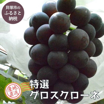 【貝塚市産】特選グロースクローネ750g以上　2024年8月より発送