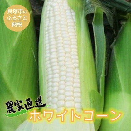 貝塚市産ホワイトコーンM・Lサイズ8～12本 重さ：約3.5kg～4kg（2024年7月上旬～発送）