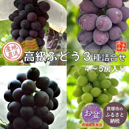 ＜＜お盆時期発送商品＞＞【先行予約】【貝塚市産】高級ぶどう3種詰合せ4～5房入り 2.6kg以上　令和6年8月5日～8月13日発送予定