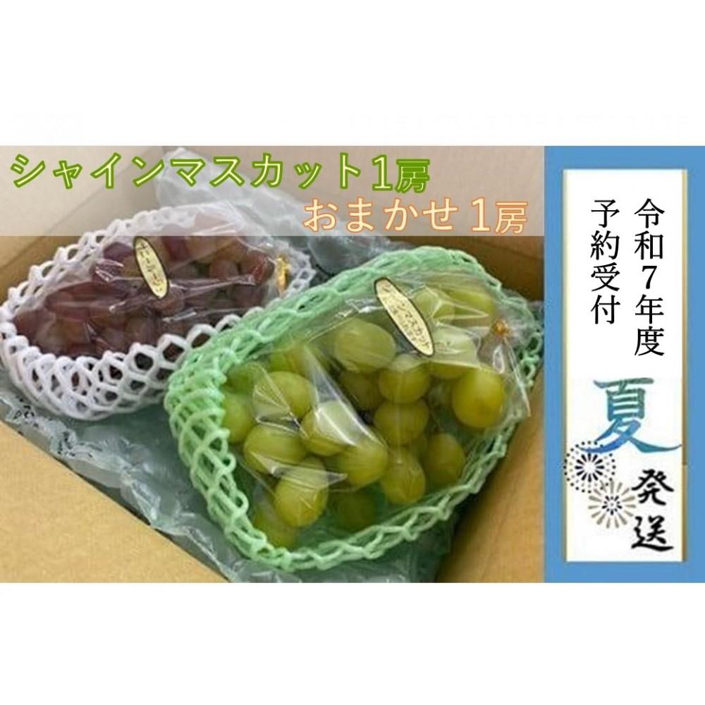 【ふるさと納税】【貝塚市産】シャインマスカット&おまかせ各1房 約1.2kg 2025年8月より発送 | 数量限定 先行予約 予約 ぶどう ブドウ 葡萄 お取り寄せ フルーツ 果物 大粒 送料無料 ギフト 贈答 貝塚市 大阪府