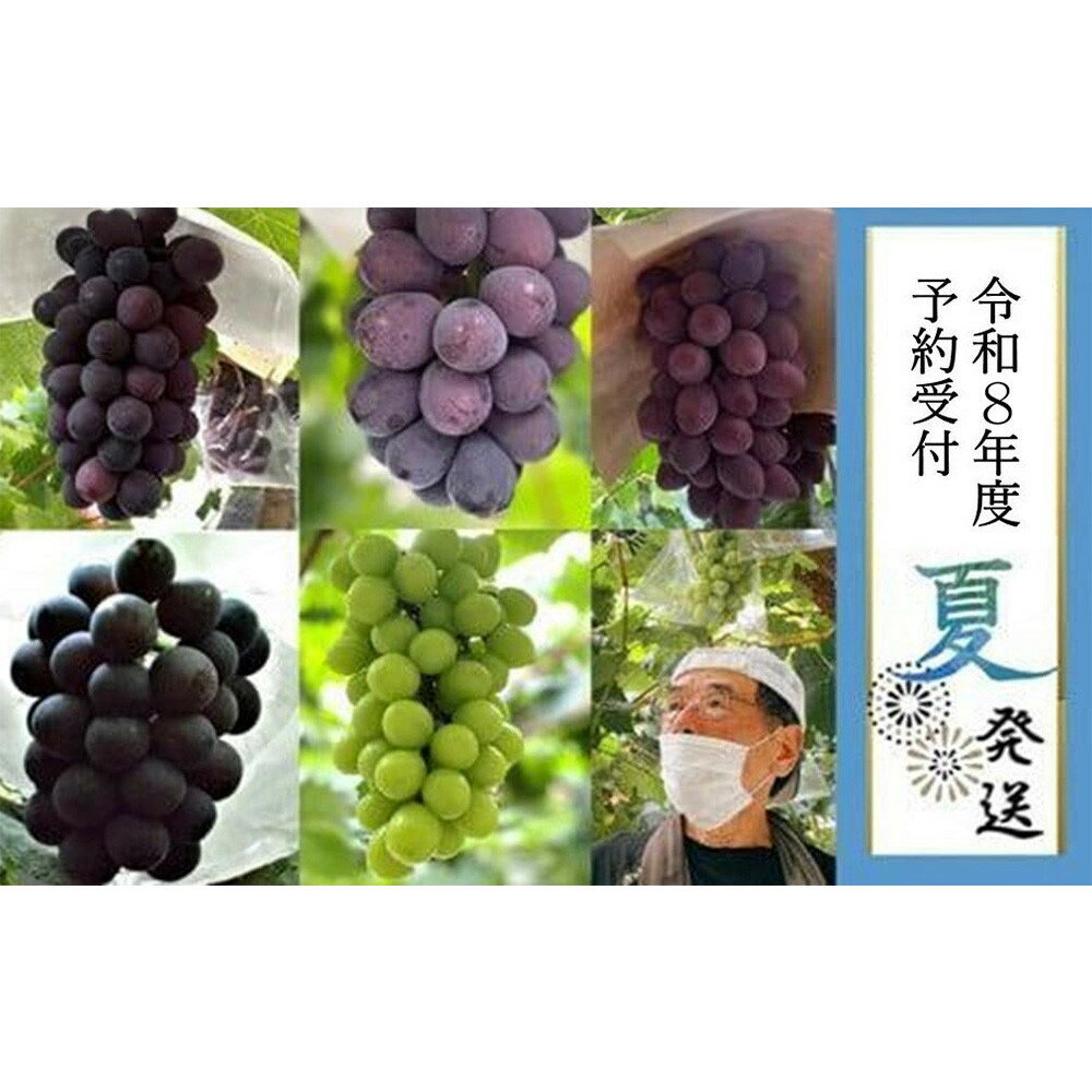 【ふるさと納税】＜2026年 先行受付 8月中旬発送＞【貝塚市産】高級ぶどう3種詰合せ4～5房入り 約2.4kg | 数量限定 先行予約 予約 ぶど..