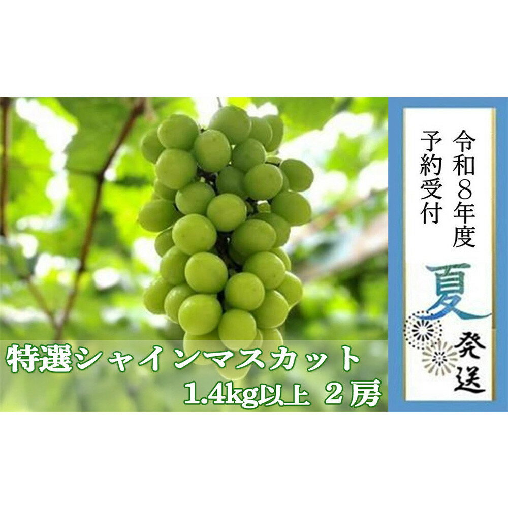 [2026年 先行受付 8月中旬発送][貝塚市産]特選シャインマスカット2房入り 1.4kg以上 | 数量限定 先行予約 予約 ぶどう ブドウ 葡萄 お取り寄せ フルーツ 果物 大粒 送料無料 ギフト 贈答 貝塚市 大阪府