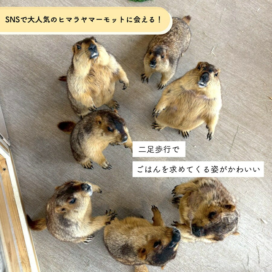 【ふるさと納税】マーモット村大阪 体験チケット(満喫プラン ワンドリンク＆お土産...
