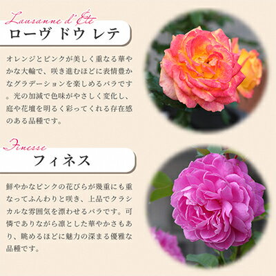 【ふるさと納税】京阪園芸 バラ 鉢植え (未開花) 2鉢セット【1351042】