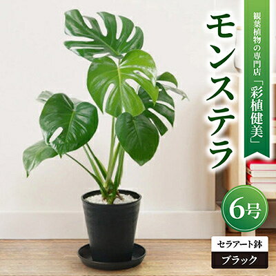 観葉植物 モンステラ 6号セラアート鉢 ブラック/ホワイト【配送不可地域：離島・沖縄県】【G1707555】