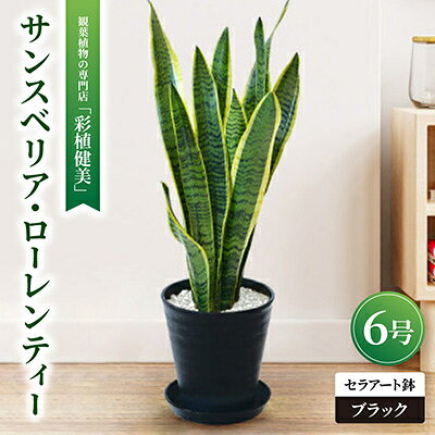 【ふるさと納税】観葉植物 サンスベリア・ローレンティー 6号セラアート鉢 ブラック/ホワイト【配送不可地域：離島・沖縄県】【G1707559】