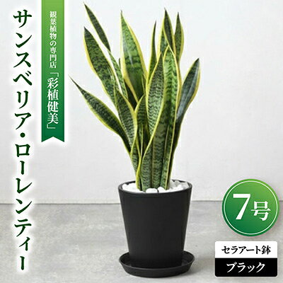 観葉植物 サンスベリア・ローレンティー 7号セラアート鉢 ブラック/ホワイト【配送不可地域：離島・沖縄県】【G1707564】