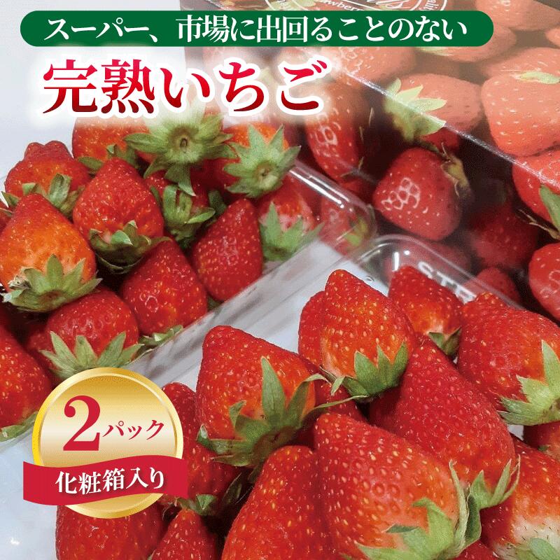 期間限定 数量限定 いちご 280g × 2パック 化粧箱入り 朝摘み 完熟いちご 国産 泉佐野市産 フルーツ 果物 化粧箱 直送 甘い 濃い 食品 食べ物 ギフト プレゼント お取り寄せ お取り寄せフルーツ 関西 大阪府 泉佐野市 辻農園 冷蔵 送料無料