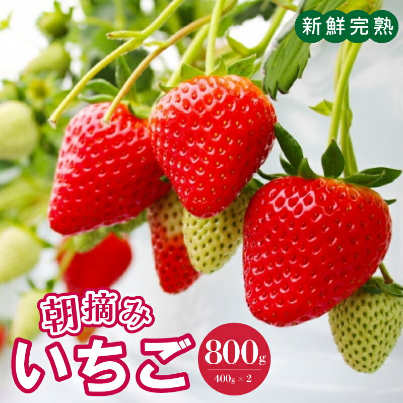 【ふるさと納税】【先行予約】 いちご 朝摘みいちご 800g 400g×2パック 新鮮完熟イチゴ 最新の環境制御システム 泉佐野市で栽培 品種 その時期に一番おすすめの品種 フルーツ お取り寄せ お取り寄せフルーツ 関西 大阪 泉佐野市 送料無料