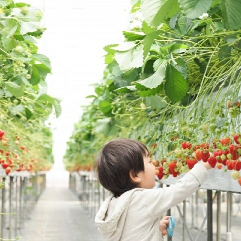 【ふるさと納税】いちご狩り グループチケット 5枚 大人 中学生以上 泉佐野市 4品種 取れたてのイチゴ 果物 フルーツ 入園券 券 グループ チケット 利用券 施設利用券 体験 家族連れ 友人 友達 休日 関西 大阪 送料無料