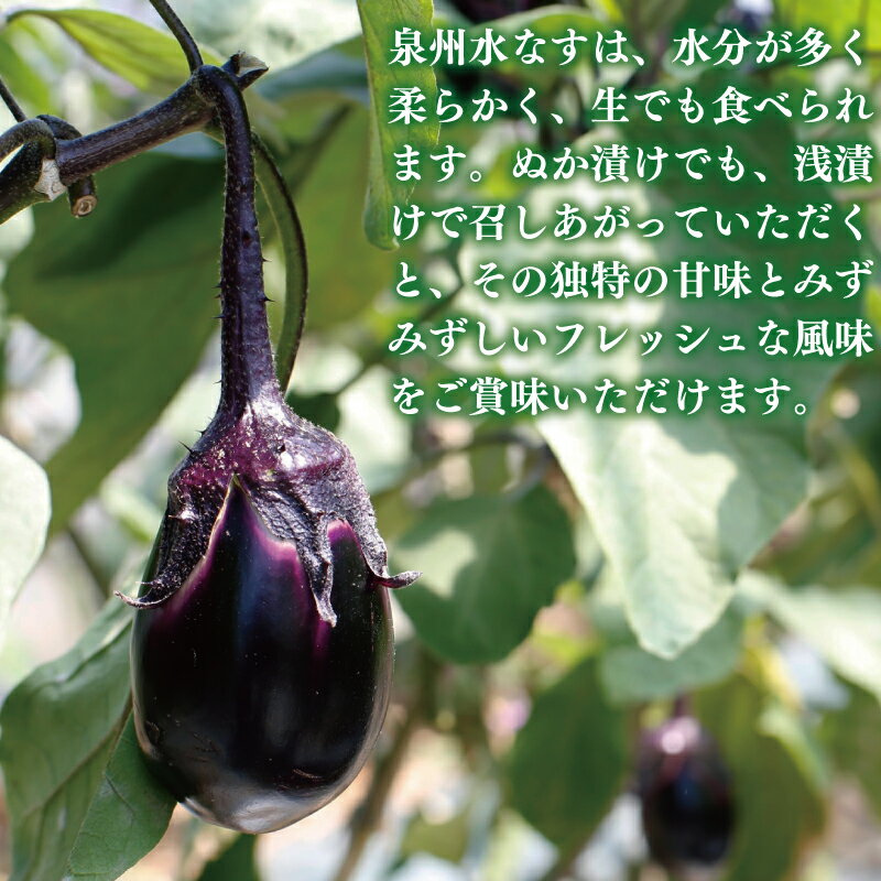 【ふるさと納税】＼最短翌日～5営業日以内発送／ 水なすの白ぬか漬けと水なすピクルスの食べ比べ8個セット いずみピクルス NSW