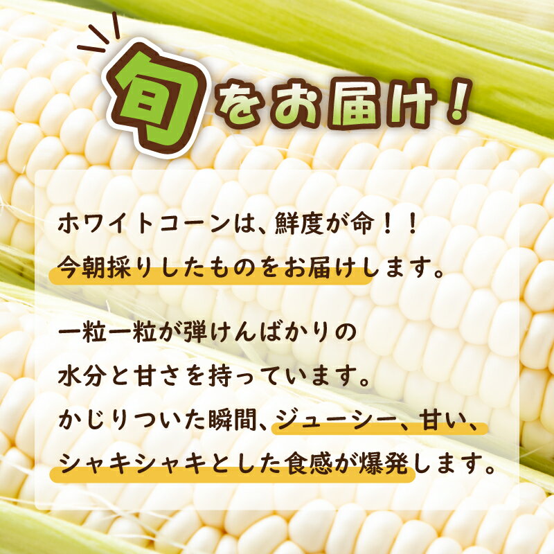 【ふるさと納税】朝採り ホワイトコーン 8本セット とうもろこし 直送