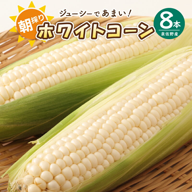 [先行予約] 朝採り ホワイトコーン 8本 セット とうもろこし 産地直送 旬 ジューシー 甘い シャキシャキ食感 泉佐野産 鮮度 バーベキュー 野菜 コーン 白いとうもろこし 食品 食べ物 お取り寄せ 大阪府 泉佐野市 送料無料