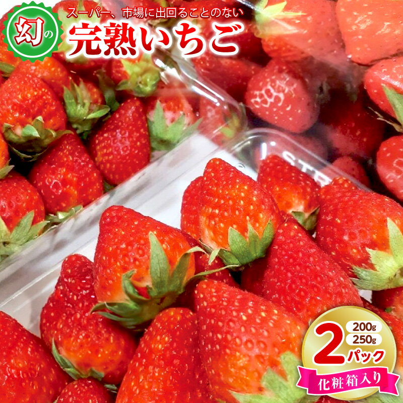 [先行予約] 期間限定 いちご 250g / 200g × 2パック 化粧箱入り 特別規格 55キャンペーン 朝摘み 完熟いちご 国産 泉佐野市産 フルーツ 果物 化粧箱 直送 甘い 濃い 食品 食べ物 ギフト プレゼント お取り寄せ 泉佐野市 辻農園 冷蔵 送料無料