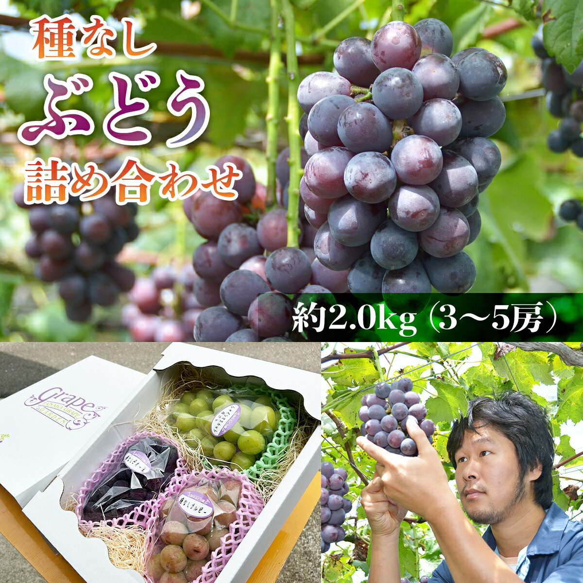 ＜2024年8月中旬～発送＞食べやすい！田中ぶどう園の種無しぶどうの詰め合わせ 約2.0kg（3～5房）※発送前のご連絡はできませんので、ご注意ください※ 果物 くだもの フルーツ ぶどう ブドウ 葡萄 謝礼品 食べ比べ 詰め合わせ