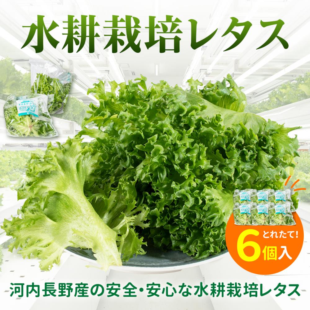 [定期便 毎月お届け3ヵ月]レタス 6個 水耕栽培 河内長野産 フリルレタス 種類 栽培 菜 茎 サラダ 副菜 おつまみ フレアベル フリルアイス セット 無農薬 栄養満点 ビタミン ミネラル 安心 安全 新鮮レタス