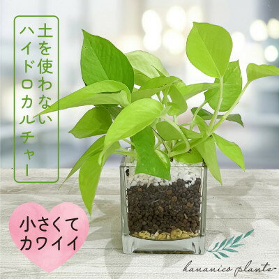 ハイドロカルチャー 観葉植物 ポトス ライム 土を使わない おしゃれなインテリアグリーン