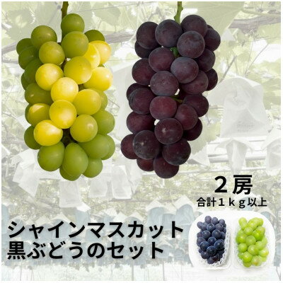 [先行予約]シャインマスカット1房+黒ぶどう1房 合計1Kg以上[配送不可地域:離島]