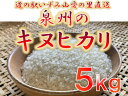 【ふるさと納税】大阪府和泉市の農家さんが心を込めて作ったキヌヒカリ　一袋5kg。道の駅で大好評。道の駅からつきたてのお米をお届けします。（FJ018-SJ）