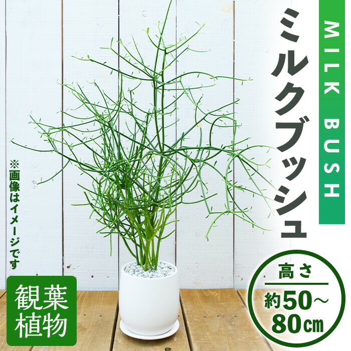 4位! 口コミ数「0件」評価「0」＜観葉植物＞ミルクブッシュ(高さ約50～80cm、巾約40cm・陶器鉢・受け皿付) 観葉植物 植物 インテリア 開店祝い 移転祝い おしゃれ･･･ 