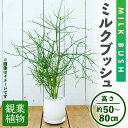 4位! 口コミ数「0件」評価「0」＜観葉植物＞ミルクブッシュ(高さ約50～80cm、巾約40cm・陶器鉢・受け皿付) 観葉植物 植物 インテリア 開店祝い 移転祝い おしゃれ･･･ 