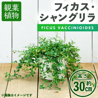 ＜観葉植物＞フィカス・シャングリラ(つる性ガジュマル)(高さ約30cm・巾約60cm、陶器鉢・受け皿付) 観葉植物 植物 インテリア 開店祝い 移転祝い おしゃれ 室内 ギフト プレゼント オフィス 陶器鉢 受け皿 つる性ガジュマル 個性【m24-02】【アイエヌエー】