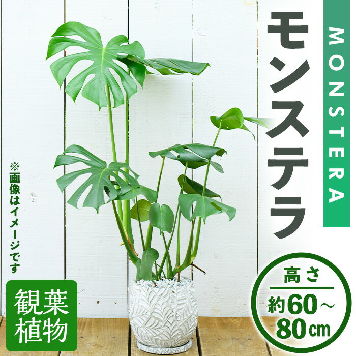 【ふるさと納税】＜観葉植物＞モン