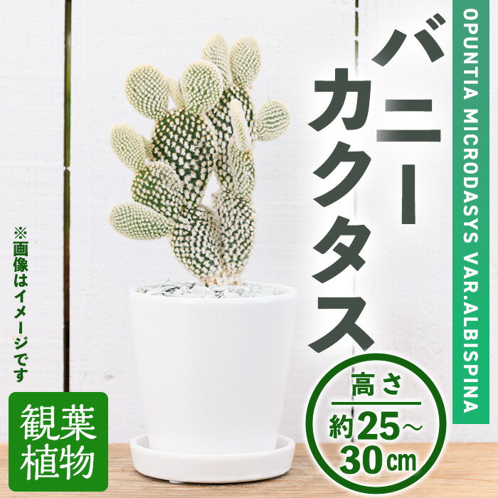 [観葉植物]バニーカクタス(3.5号) (陶器鉢・受け皿付) 観葉植物 植物 インテリア 開店祝い 移転祝い おしゃれ 室内 ギフト プレゼント オフィス 陶器鉢 受け皿 玄関 小型 個性  [アイエヌエー]