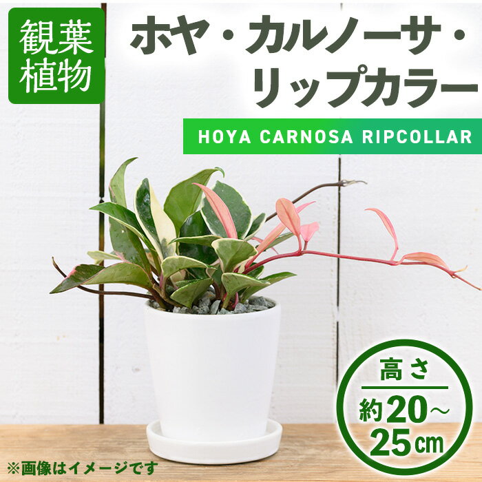 [観葉植物]ホヤ・カルノーサ・リップカラー(3.5号) (陶器鉢・受け皿付) 観葉植物 植物 インテリア 開店祝い 移転祝い おしゃれ 室内 ギフト プレゼント オフィス 陶器鉢 受け皿 玄関 小型 個性 [アイエヌエー]