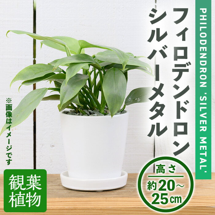 [観葉植物]フィロデンドロン・シルバーメタル(3.5号) (陶器鉢・受け皿付) 観葉植物 植物 インテリア 開店祝い 移転祝い おしゃれ 室内 ギフト プレゼント オフィス 陶器鉢 受け皿 玄関 小型 個性 [アイエヌエー]