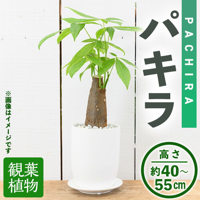 [観葉植物]パキラ(4号) (陶器鉢・受け皿付) 観葉植物 植物 インテリア 開店祝い 移転祝い おしゃれ 室内 ギフト プレゼント オフィス 陶器鉢 受け皿 玄関 小型 個性  [アイエヌエー]