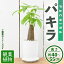 【ふるさと納税】＜観葉植物＞パキラ(4号) (陶器鉢・受け皿付) 観葉植物 植物 インテリア 開店祝い 移転祝い おしゃれ 室内 ギフト プレゼント オフィス 陶器鉢 受け皿 玄関 小型 個性 【m24-08】【アイエヌエー】