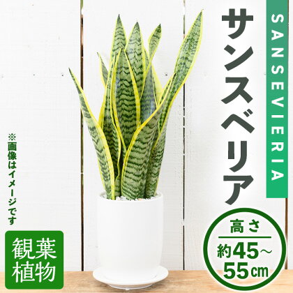 ＜観葉植物＞サンスベリア(4号) (陶器鉢・受け皿付) 観葉植物 植物 インテリア 開店祝い 移転祝い おしゃれ 室内 ギフト プレゼント オフィス 陶器鉢 受け皿 玄関 小型 個性 【m24-09】【アイエヌエー】