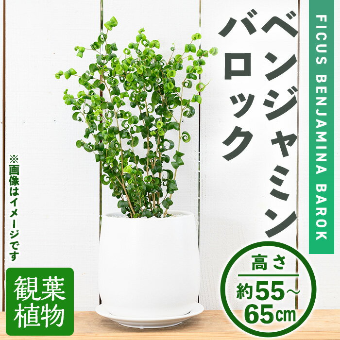 ベンジャミン 【ふるさと納税】＜観葉植物＞ベンジャミンバロック(6号) (陶器鉢・受け皿付) 観葉植物 植物 インテリア 開店祝い 移転祝い おしゃれ 室内 ギフト プレゼント オフィス 陶器鉢 受け皿 玄関 小型 個性【m24-11】【アイエヌエー】