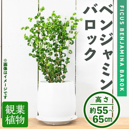 ＜観葉植物＞ベンジャミンバロック(6号) (陶器鉢・受け皿付) 観葉植物 植物 インテリア 開店祝い 移転祝い おしゃれ 室内 ギフト プレゼント オフィス 陶器鉢 受け皿 玄関 小型 個性【m24-11】【アイエヌエー】