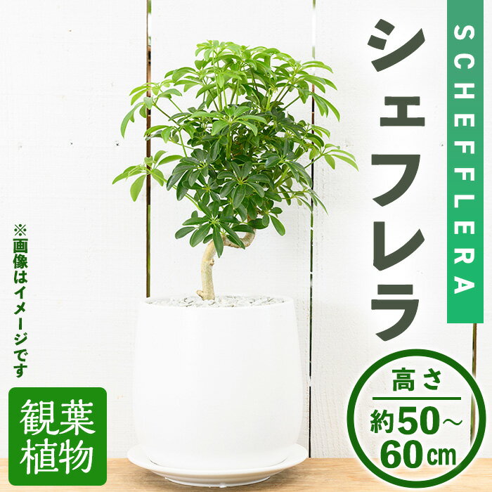 カポック 【ふるさと納税】＜観葉植物＞シェフレラ(6号) (陶器鉢・受け皿付) 観葉植物 植物 インテリア 開店祝い 移転祝い おしゃれ 室内 ギフト プレゼント オフィス 陶器鉢 受け皿 玄関 小型 個性【m24-12】【アイエヌエー】