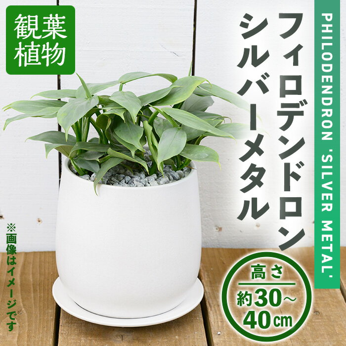 [観葉植物]フィロデンドロン・シルバーメタル(6号) (陶器鉢・受け皿付) 観葉植物 植物 インテリア 開店祝い 移転祝い おしゃれ 室内 ギフト プレゼント オフィス 陶器鉢 受け皿 玄関 小型 個性 [アイエヌエー]