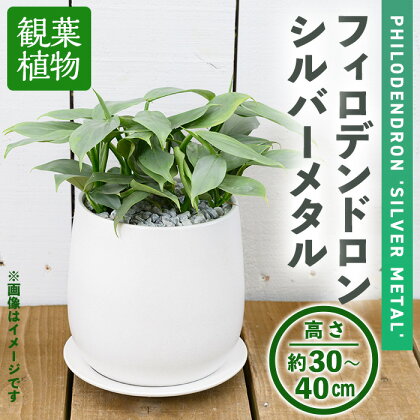 ＜観葉植物＞フィロデンドロン・シルバーメタル(6号) (陶器鉢・受け皿付) 観葉植物 植物 インテリア 開店祝い 移転祝い おしゃれ 室内 ギフト プレゼント オフィス 陶器鉢 受け皿 玄関 小型 個性【m24-14】【アイエヌエー】