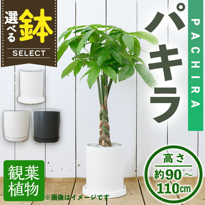 【ふるさと納税】＜観葉植物・選べる鉢＞パキラ(7号) (陶器鉢・受け皿付) 観葉植物 植物 インテリア 開店祝い 移転祝い おしゃれ 室内 ギフト プレゼント オフィス 陶器鉢 受け皿 玄関 小型 個性【m24-15】【アイエヌエー】