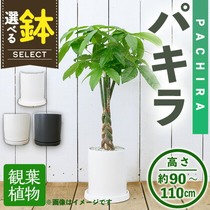 ＜観葉植物・選べる鉢＞パキラ(7号) (陶器鉢・受け皿付) 観葉植物 植物 インテリア 開店祝い 移転祝い おしゃれ 室内 ギフト プレゼント オフィス 陶器鉢 受け皿 玄関 小型 個性【m24-15】【アイエヌエー】