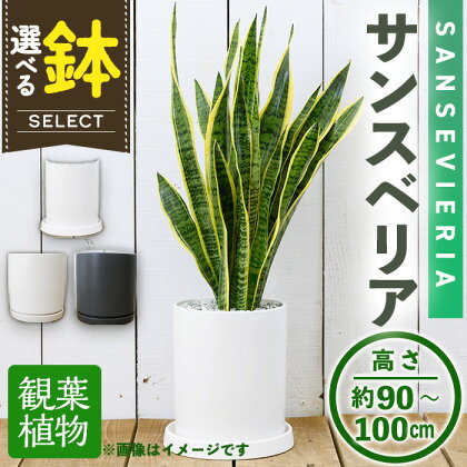 ＜観葉植物・選べる鉢＞サンスベリア(7号) (陶器鉢・受け皿付) 観葉植物 植物 インテリア 開店祝い 移転祝い おしゃれ 室内 ギフト プレゼント オフィス 陶器鉢 受け皿 玄関 小型個性【m24-16】【アイエヌエー】