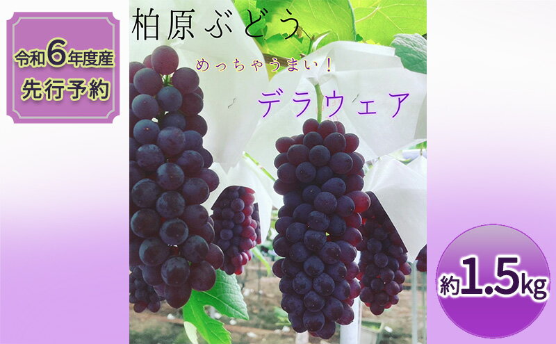 【ふるさと納税】《令和6年度産先行予約》柏原市産デラウェア1箱(約1.5kg)[令和6年7月上旬～下旬発送] 乾のぶどうガーデン柏原ぶどう　【柏原市】　お届け：2024年7月上旬～2024年7月下旬 2