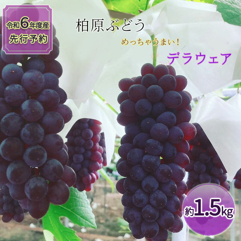 《令和6年度産先行予約》柏原市産デラウェア1箱(約1.5kg)[令和6年7月上旬～下旬発送] 乾のぶどうガーデン柏原ぶどう　【柏原市】　お届け：2024年7月上旬～2024年7月下旬