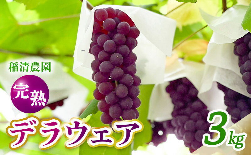 【ふるさと納税】【2025年先行予約】数量限定 デラウェア3kg（15房前後）6月下旬～7月下旬発送特選 期間限定 ぶどう 葡萄 フルーツ 果物 くだもの 人気 贈答用 ギフト 先行予約 種なし旬 新鮮 家庭用 プレゼント 送料無料 贅沢 甘い　お届け：6月下旬～7月下旬