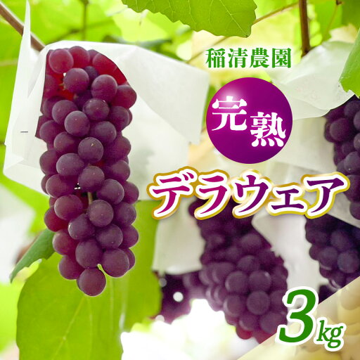 【ふるさと納税】【2025年先行予約】数量限定 デラウェア3kg(15房前後)6月下旬~7月下旬発送特選 期間限定 ぶどう 葡萄 フルーツ 果物 くだもの 人気 贈答用 ギフト 先行予約 種なし旬 新鮮 家庭用 プレゼント 送料無料 贅沢 甘い お届け:6月下旬~7月下旬 【ふるさと納税】【2025年先行予約】数量限定 デラウェア3kg(15房前後)6月下旬~7月下旬発送特選 期間限定 ぶどう 葡萄 フルーツ 果物 くだもの 人気 贈答用 ギフト 先行予約 種なし旬 新鮮 家庭用 プレゼント 送料無料 贅沢 甘い お届け:6月下旬~7月下旬