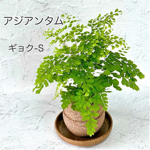 【ふるさと納税】No.234 アクアプラントポット玉－S鉢植えアジアンタム ／ 園芸 観葉植物 ガーデニング グリーン 送料無料 大阪府