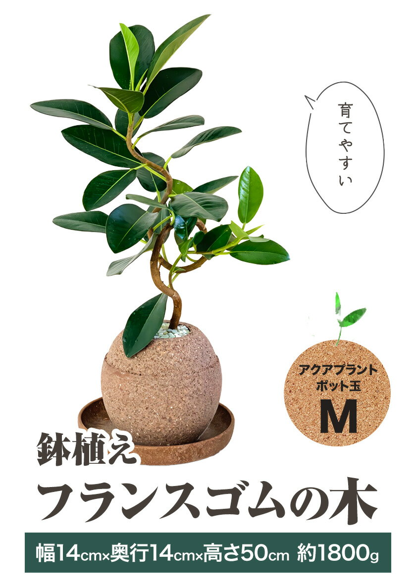 【ふるさと納税】観葉 植物 アクアプラントポット玉 M 鉢 フランスゴムの木 株式会社HACHI《90日以内に出荷予定(土日祝除く)》大阪府 羽曳野市 植物 鉢付 インテリア 室内 オフィス おしゃれ 風水 簡単 土 フェイク ではない 園芸 ガーデニング